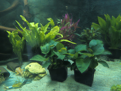 Aqua-Enthusiasts, Köln