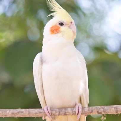 Zoo Klütsch, Köln