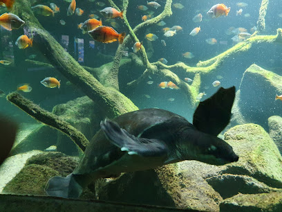 Aquarium, Köln